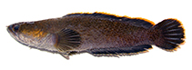 Image of Channa ninhbinhensis (Orange seam snakehead)