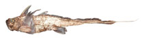 To FishBase images (<i>Chimaera notafricana</i>, by Kemper, J.M.)