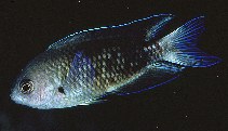 To FishBase images (<i>Chrysiptera notialis</i>, Norfolk I., by Randall, J.E.)