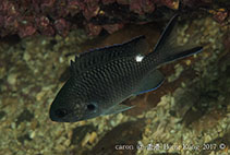 To FishBase images (<i>Chromis notata</i>, Hong Kong, by Caron Wong@114°E Hong Kong Reef Fish Survey)