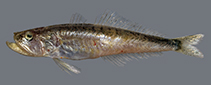 To FishBase images (<i>Champsodon nudivittis</i>, Saudi Arabia, by Bogorodsky, S.V.)