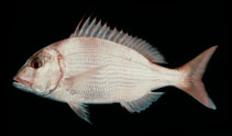 To FishBase images (<i>Cheimerius nufar</i>, South Africa, by Randall, J.E.)