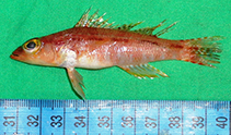 To FishBase images (<i>Chelidoperca occipitalis</i>, Pakistan, by Osmany, H.B.)