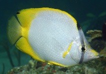 Image of Chaetodon ocellatus (Spotfin butterflyfish)