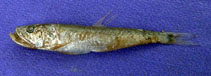 To FishBase images (<i>Champsodon omanensis</i>, Pakistan, by Khan, M.M.)