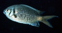 To FishBase images (<i>Chromis opercularis</i>, Maldives, by Randall, J.E.)