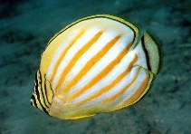 Image of Chaetodon ornatissimus (Ornate butterflyfish)