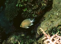 To FishBase images (<i>Chromis ovatiformes</i>, Philippines, by Cook, D.C.)