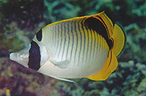 To FishBase images (<i>Chaetodon oxycephalus</i>, Solomon Is., by Allen, G.R.)