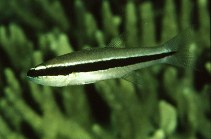 To FishBase images (<i>Cheilodipterus parazonatus</i>, Papua New Guinea, by Randall, J.E.)
