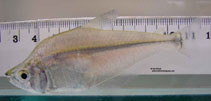 To FishBase images (<i>Charax pauciradiatus</i>, Venezuela, by Mikolji, I.)