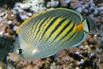 To FishBase images (<i>Chaetodon pelewensis</i>, French Polynesia, by Asman, P.)