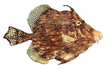 To FishBase images (<i>Chaetodermis penicilligerus</i>, Australia, by Good, P.)