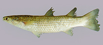 To FishBase images (<i>Chelon planiceps</i>, Myanmar, by Vidthayanon, C.)