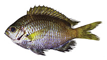 To FishBase images (<i>Chromis planesi</i>, French Polynesia, by Williams, J.T.)