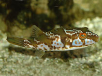 To FishBase images (<i>Chelonodon pleurospilus</i>, by King, D.R.)