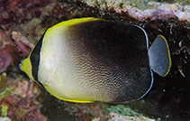 To FishBase images (<i>Chaetodontoplus poliourus</i>, Indonesia, by Allen, G.R.)