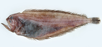 To FishBase images (<i>Chascanopsetta prognatha</i>, by Shao, K.T.)