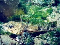 To FishBase images (<i>Chitonotus pugetensis</i>, USA, by Nichols, J.)
