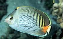 To FishBase images (<i>Chaetodon punctatofasciatus</i>, Guam, by Randall, J.E.)