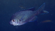 To FishBase images (<i>Chromis punctipinnis</i>, USA, by Steele, M.A.)