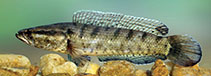 Image of Channa punctata (Spotted snakehead)