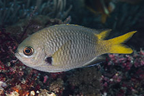 To FishBase images (<i>Chromis pura</i>, Indonesia, by Libert, F.)