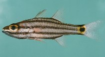 To FishBase images (<i>Cheilodipterus pygmaios</i>, Sudan, by Randall, J.E.)