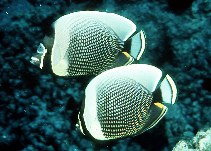 Image of Chaetodon reticulatus (Mailed butterflyfish)