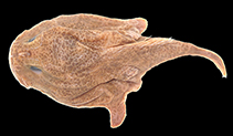 To FishBase images (<i>Chaunax reticulatus</i>, Australia, by Ho, H.-C.)