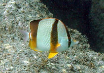 To FishBase images (<i>Chaetodon robustus</i>, Cape Verde, by Freitas, R.)