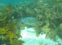 To FishBase images (<i>Choerodon rubescens</i>, Australia, by Fairclough, D.)