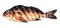 Image of Goniistius rubrolabiatus 