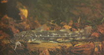 Image of Chiloglanis rukwaensis (Lake Rukwa suckermouth)