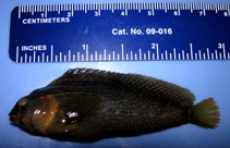 To FishBase images (<i>Chasmodes saburrae</i>, USA, by Marotta, D.)