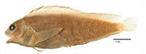 Image of Chasmodes saburrae (Florida blenny)