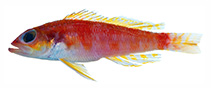 To FishBase images (<i>Chelidoperca santosi</i>, Philippines, by Williams, J.T.)