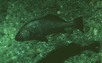 To FishBase images (<i>Cheilotrema saturnum</i>, by Gotshall, D.W.)