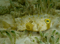 Image of Chilomycterus schoepfii (Striped burrfish)
