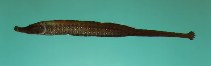 To FishBase images (<i>Choeroichthys sculptus</i>, Kiribati, by Randall, J.E.)