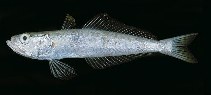 To FishBase images (<i>Champsodon sechellensis</i>, Seychelles, by Randall, J.E.)
