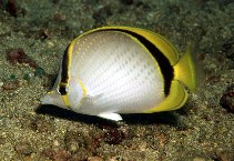To FishBase images (<i>Chaetodon selene</i>, Philippines, by Baur, J.-C.)