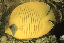 To FishBase images (<i>Chaetodon semilarvatus</i>, by Randall, J.E.)