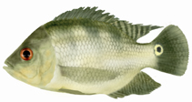 Image of Chaetobranchus semifasciatus 