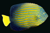 Image of Chaetodontoplus septentrionalis (Bluestriped angelfish)