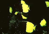 To FishBase images (<i>Chaetodon smithi</i>, French Polynesia, by Randall, J.E.)