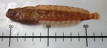 Image of Chirolophis snyderi (Bearded warbonnet)