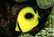 To FishBase images (<i>Chaetodon speculum</i>, Papua New Guinea, by Randall, J.E.)