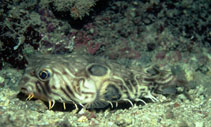 Image of Chilomycterus mauretanicus (Guinean burrfish)