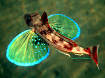 To FishBase images (<i>Chelidonichthys spinosus</i>, Japan, by Tanaka, H.)